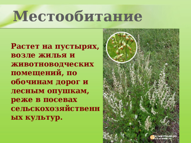 Местообитание Растет на пустырях, возле жилья и животноводческих помещений, по обочинам дорог и лесным опушкам, реже в посевах сельскохозяйственных культур. 
