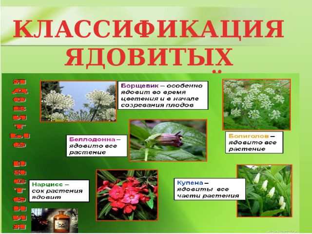 КЛАССИФИКАЦИЯ ЯДОВИТЫХ РАСТЕНИЙ 