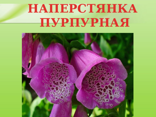 НАПЕРСТЯНКА  ПУРПУРНАЯ 