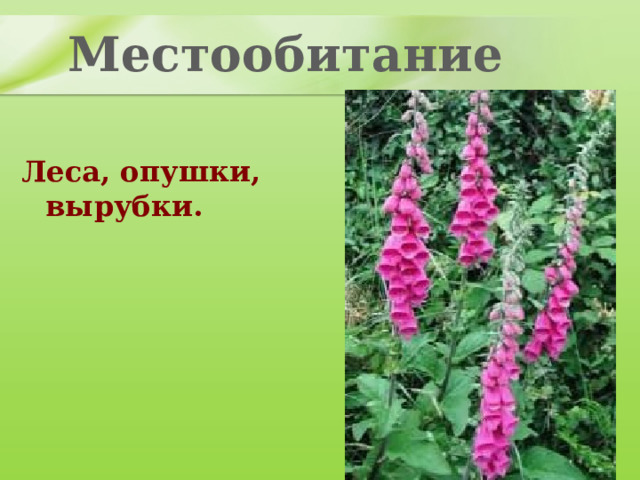 Местообитание Леса, опушки, вырубки. 