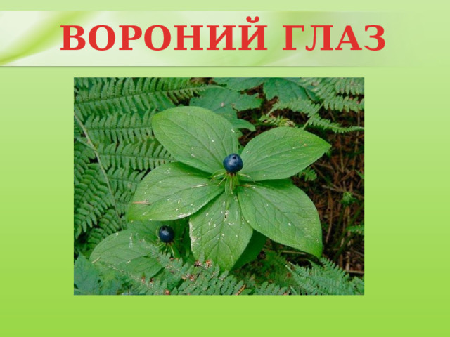 ВОРОНИЙ ГЛАЗ 