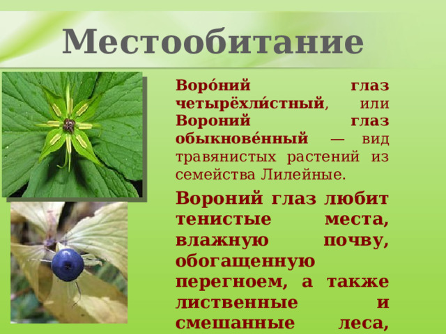 Местообитание Воро́ний глаз четырёхли́стный , или Вороний глаз обыкнове́нный  — вид травянистых растений из семейства Лилейные. Вороний глаз любит тенистые места, влажную почву, обогащенную перегноем, а также лиственные и смешанные леса, заросли кустарников. 