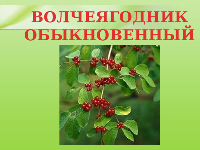 ВОЛЧЕЯГОДНИК  ОБЫКНОВЕННЫЙ 