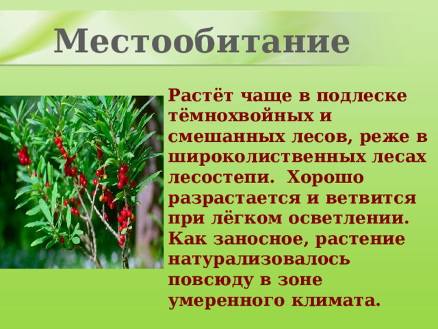 Местообитание Растёт чаще в подлеске тёмнохвойных и смешанных лесов, реже в широколиственных лесах лесостепи. Хорошо разрастается и ветвится при лёгком осветлении. Как заносное, растение натурализовалось повсюду в зоне умеренного климата. 