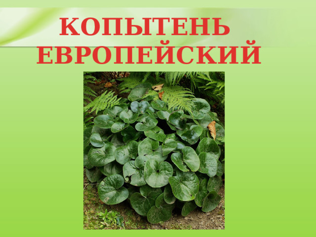 КОПЫТЕНЬ ЕВРОПЕЙСКИЙ 