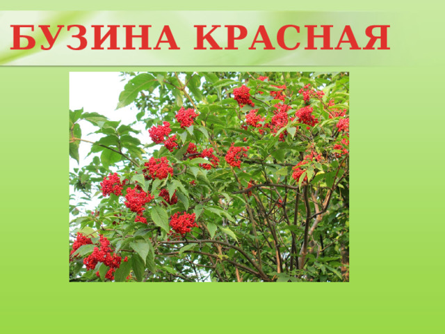 БУЗИНА КРАСНАЯ 