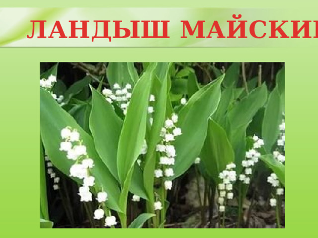 ЛАНДЫШ МАЙСКИЙ 
