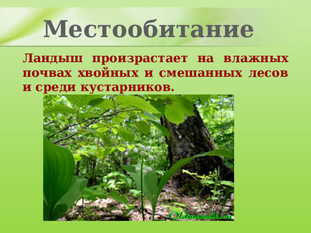 Местообитание Ландыш произрастает на влажных почвах хвойных и смешанных лесов и среди кустарников. 