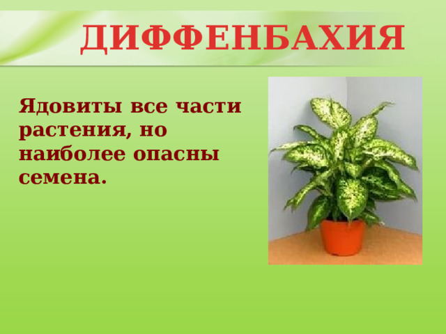   ДИФФЕНБАХИЯ Ядовиты все части растения, но наиболее опасны семена. 