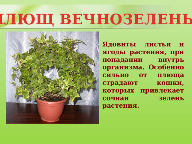 ПЛЮЩ ВЕЧНОЗЕЛЕНЫЙ Ядовиты листья и ягоды растения, при попадании внутрь организма. Особенно сильно от плюща страдают кошки, которых привлекает сочная зелень растения. 