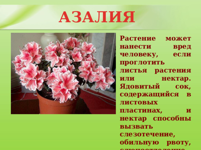 АЗАЛИЯ Растение может нанести вред человеку, если проглотить листья растения или нектар. Ядовитый сок, содержащийся в листовых пластинах, и нектар способны вызвать слезотечение, обильную рвоту, слюноотделение, выделения из носа. 