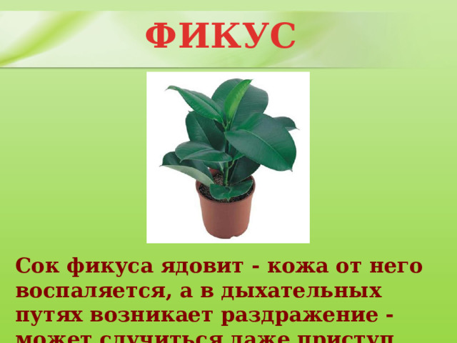   ФИКУС Сок фикуса ядовит - кожа от него воспаляется, а в дыхательных путях возникает раздражение - может случиться даже приступ астмы. 