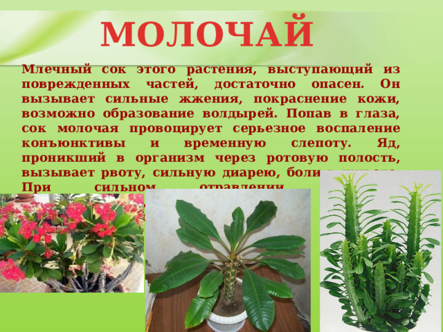 МОЛОЧАЙ Млечный сок этого растения, выступающий из поврежденных частей, достаточно опасен. Он вызывает сильные жжения, покраснение кожи, возможно образование волдырей. Попав в глаза, сок молочая провоцирует серьезное воспаление конъюнктивы и временную слепоту. Яд, проникший в организм через ротовую полость, вызывает рвоту, сильную диарею, боли в животе. При сильном отравлении возможно головокружение, судороги, бред, нарушение кровообращения. 