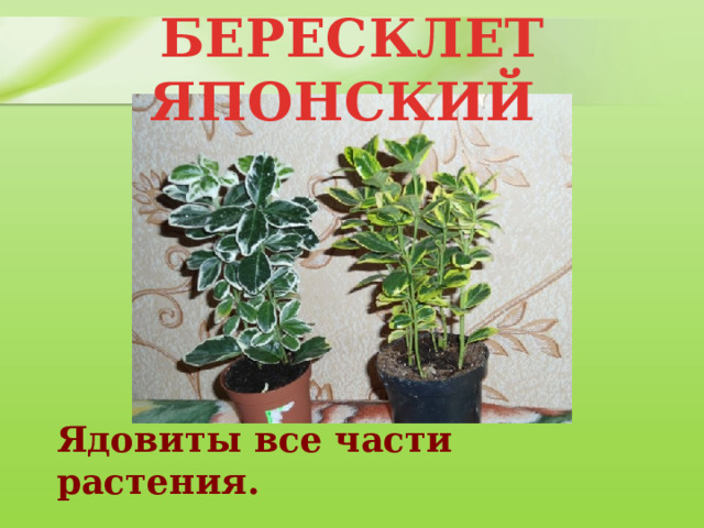 БЕРЕСКЛЕТ ЯПОНСКИЙ Ядовиты все части растения. 