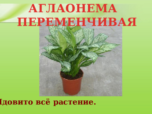 АГЛАОНЕМА ПЕРЕМЕНЧИВАЯ Ядовито всё растение. 