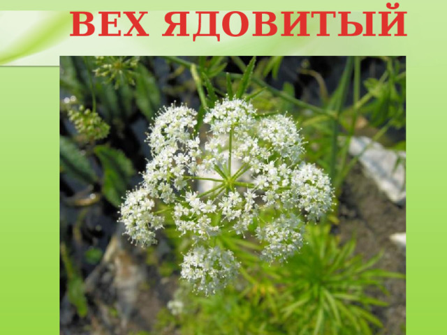 ВЕХ ЯДОВИТЫЙ 