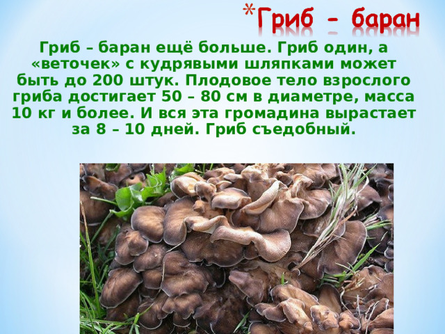 Гриб – баран ещё больше. Гриб один, а «веточек» с кудрявыми шляпками может быть до 200 штук. Плодовое тело взрослого гриба достигает 50 – 80 см в диаметре, масса 10 кг и более. И вся эта громадина вырастает за 8 – 10 дней. Гриб съедобный. 