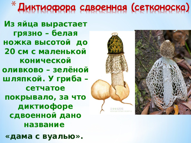 Из яйца вырастает грязно – белая ножка высотой до 20 см с маленькой конической оливково – зелёной шляпкой. У гриба – сетчатое покрывало, за что диктиофоре сдвоенной дано название «дама с вуалью». 