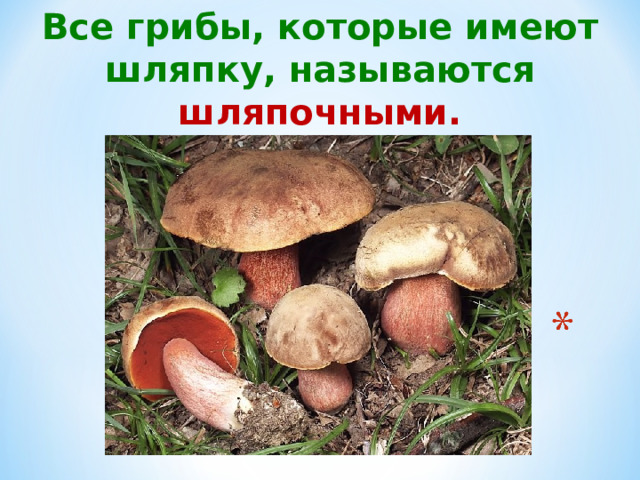 Все грибы, которые имеют шляпку, называются шляпочными.  