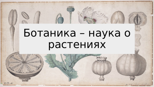 Ботаника – наука о растениях 