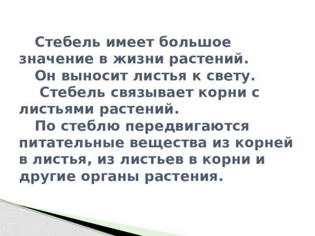     Стебель имеет большое значение в жизни растений.   Он выносит листья к свету.   Стебель связывает корни с листьями растений.   По стеблю передвигаются питательные вещества из корней в листья, из листьев в корни и другие органы растения. 