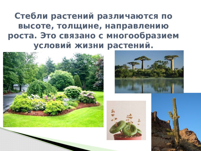 Стебли растений различаются по высоте, толщине, направлению роста. Это связано с многообразием условий жизни растений. 
