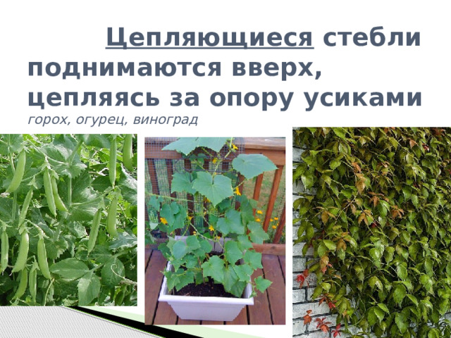  Цепляющиеся стебли поднимаются вверх, цепляясь за опору усиками  горох, огурец, виноград   