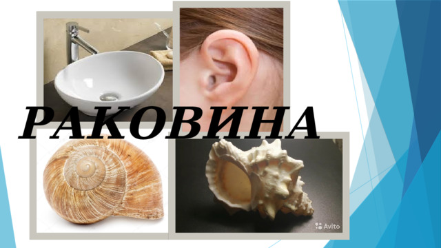 РАКОВИНА 