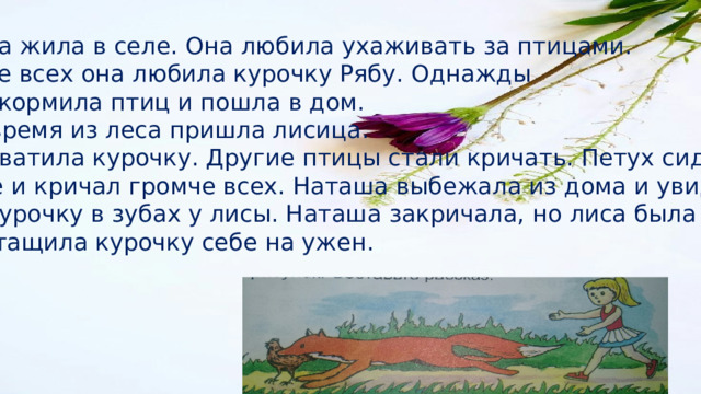 Наташа жила в селе. Она любила ухаживать за птицами. Больше всех она любила курочку Рябу. Однажды она накормила птиц и пошла в дом. В это время из леса пришла лисица. Она схватила курочку. Другие птицы стали кричать. Петух сидел на Заборе и кричал громче всех. Наташа выбежала из дома и увидела свою курочку в зубах у лисы. Наташа закричала, но лиса была далеко.  Она утащила курочку себе на ужен. 