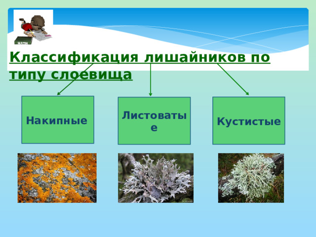 Классификация лишайников по типу слоевища Накипные  Кустистые Листоватые  