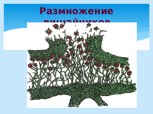 Размножение лишайников 