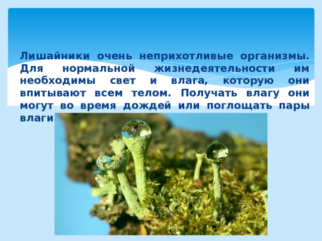 Лишайники очень неприхотливые организмы. Для нормальной жизнедеятельности им необходимы свет и влага, которую они впитывают всем телом. Получать влагу они могут во время дождей или поглощать пары влаги из воздуха 