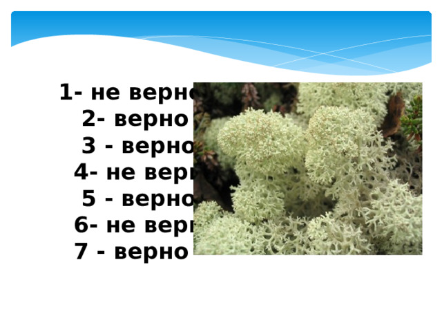 1- не верно  2- верно  3 - верно  4- не верно  5 - верно  6- не верно  7 - верно 
