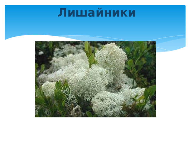 Лишайники 