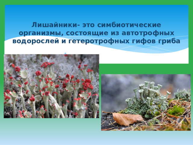  Лишайники- это симбиотические организмы, состоящие из автотрофных водорослей и гетеротрофных гифов гриба   