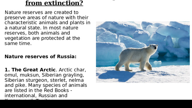 What can a person do to protect animals from extinction?   Nature reserves are created to preserve areas of nature with their characteristic animals and plants in a natural state. In most nature reserves, both animals and vegetation are protected at the same time.  Nature reserves of Russia:  1. The Great Arctic . Arctic char, omul, muksun, Siberian grayling, Siberian sturgeon, sterlet, nelma and pike. Many species of animals are listed in the Red Books - international, Russian and Krasnoyarsk Territory.   