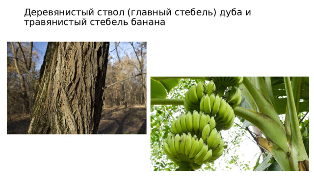 Деревянистый ствол (главный стебель) дуба и травянистый стебель банана 
