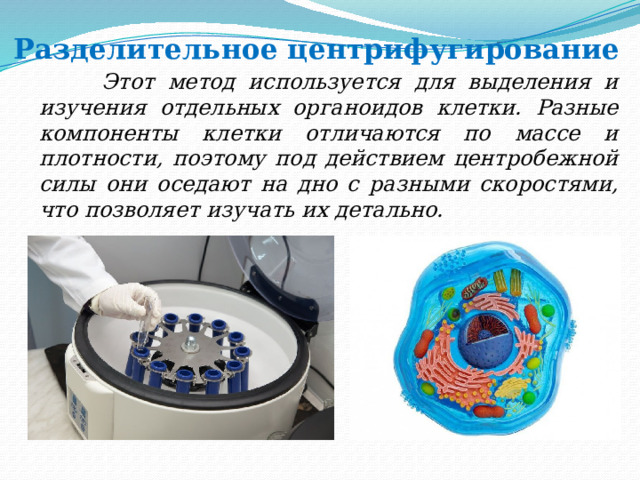 Разделительное центрифугирование  Этот метод используется для выделения и изучения отдельных органоидов клетки. Разные компоненты клетки отличаются по массе и плотности, поэтому под действием центробежной силы они оседают на дно с разными скоростями, что позволяет изучать их детально. 