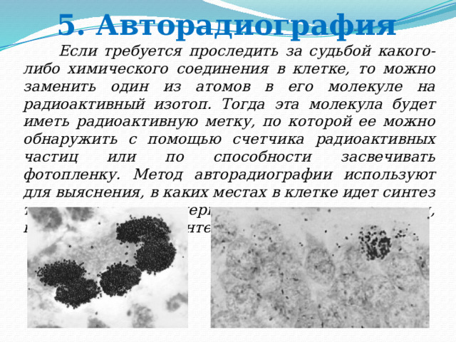5. Авторадиография  Если требуется проследить за судьбой какого-либо химического соединения в клетке, то можно заменить один из атомов в его молекуле на радиоактивный изотоп. Тогда эта молекула будет иметь радиоактивную метку, по которой ее можно обнаружить с помощью счетчика радиоактивных частиц или по способности засвечивать фотопленку. Метод авторадиографии используют для выяснения, в каких местах в клетке идет синтез тех или иных полимерных молекул, для изучения, куда переносятся синтезированные вещества. 