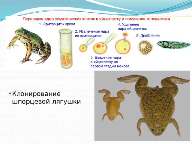 Клонирование шпорцевой лягушки 