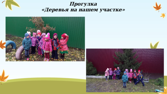Прогулка «Деревья на нашем участке»  