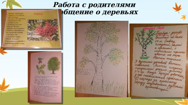 Работа с родителями  сообщение о деревьях 