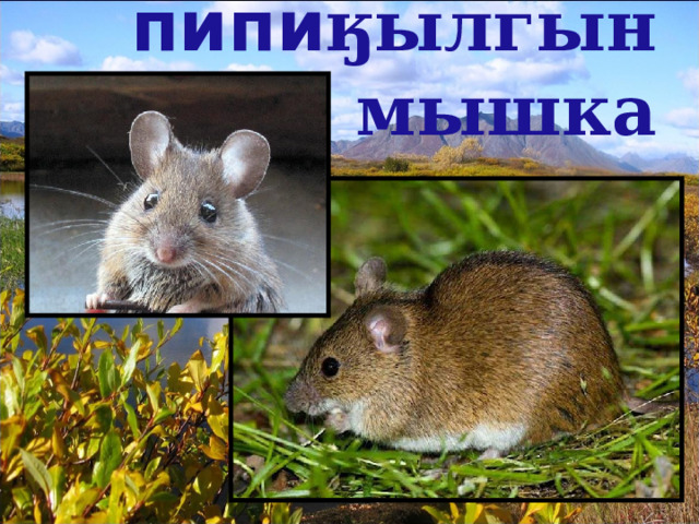 пипи ӄылгын  мышка 