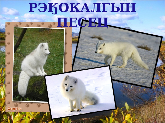 РЭӃОКАЛГЫН  ПЕСЕЦ 