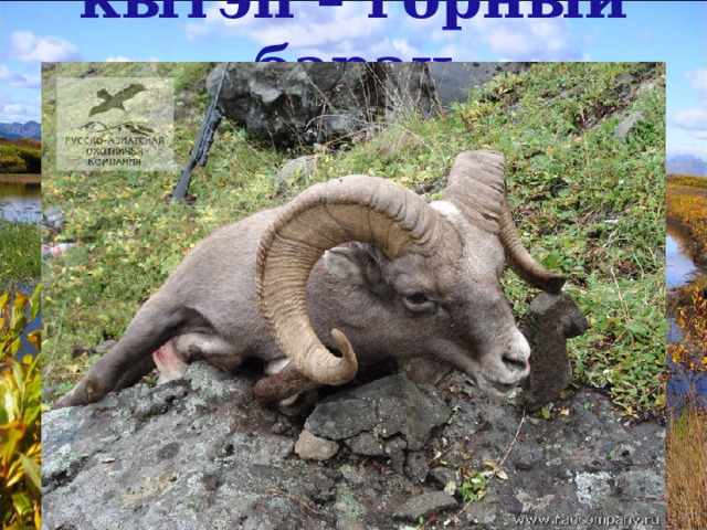 кытэп – горный баран 