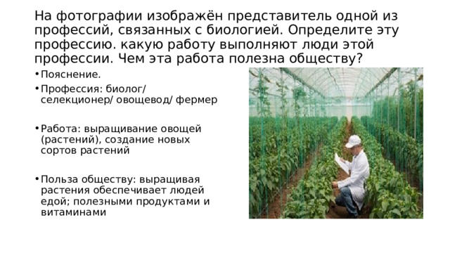  На фотографии изображён представитель одной из профессий, связанных с биологией. Определите эту профессию. какую работу выполняют люди этой профессии. Чем эта работа полезна обществу?   Пояснение. Профессия: биолог/ селекционер/ овощевод/ фермер Работа: выращивание овощей (растений), создание новых сортов растений Польза обществу: выращивая растения обеспечивает людей едой; полезными продуктами и витаминами 
