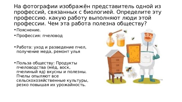  На фотографии изображён представитель одной из профессий, связанных с биологией. Определите эту профессию. какую работу выполняют люди этой профессии. Чем эта работа полезна обществу?   Пояснение. Профессия: пчеловод Работа: уход и разведение пчел, получение меда, ремонт улья Польза обществу: Продукты пчеловодства (мёд, воск, пчелиный яд) вкусны и полезны. Пчелы опыляют все сельскохозяйственные культуры, резко повышая их урожайность. 