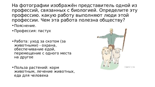 На фотографии изображён представитель одной из профессий, связанных с биологией. Определите эту профессию. какую работу выполняют люди этой профессии. Чем эта работа полезна обществу?   Пояснение. Профессия: пастух Работа: уход за скотом (за животными) - охрана, обеспечивание едой, перемещение с одного места на другое Польза растений: корм животным, лечение животных, еда для человека 