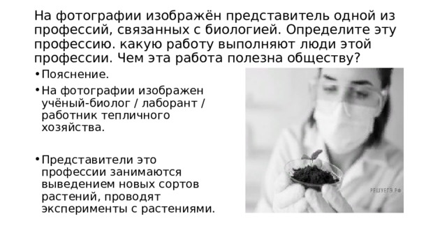  На фотографии изображён представитель одной из профессий, связанных с биологией. Определите эту профессию. какую работу выполняют люди этой профессии. Чем эта работа полезна обществу?   Пояснение. На фотографии изображен учёный-биолог / лаборант / работник тепличного хозяйства. Представители это профессии занимаются выведением новых сортов растений, проводят эксперименты с растениями. 