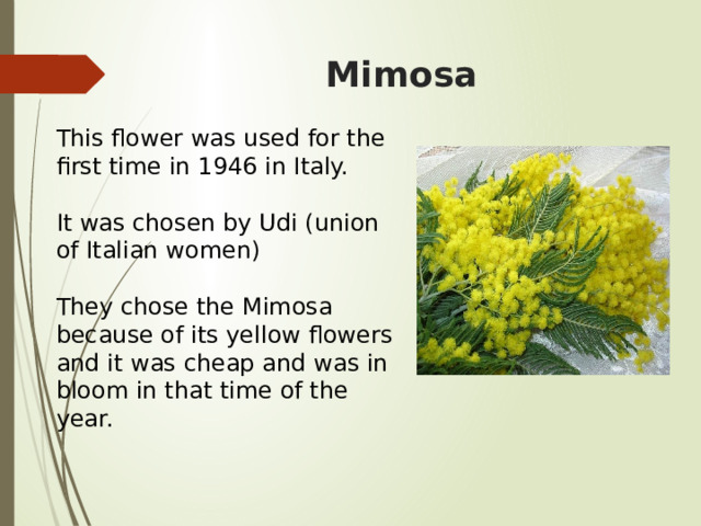 Mimosa This flower was used for the first time in 1946 in Italy. It was chosen by Udi (union of Italian women) They chose the Mimosa because of its yellow flowers and it was cheap and was in bloom in that time of the year. 